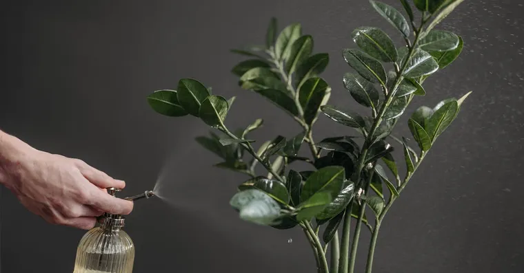 Houseplant Humidity: Which Plants Need It and How to Raise It