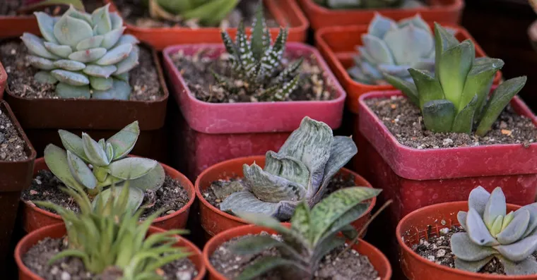 Why Is My Houseplant Not Growing?