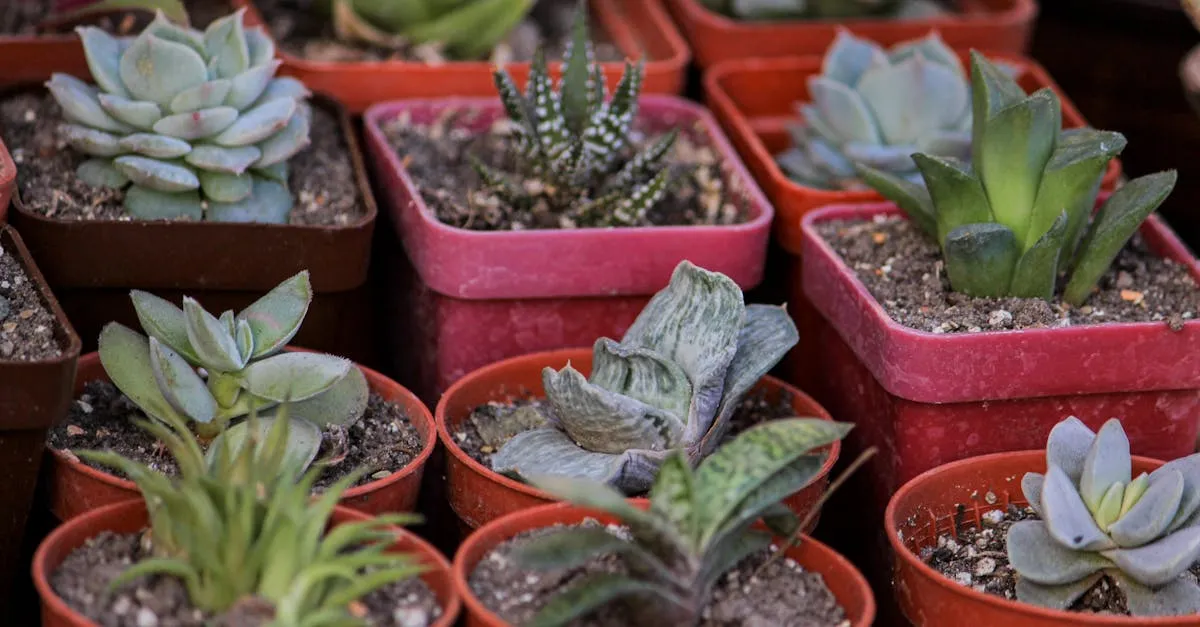 Why Is My Houseplant Not Growing?