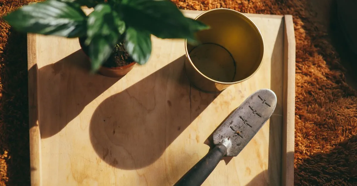 Houseplant tools every beginner needs