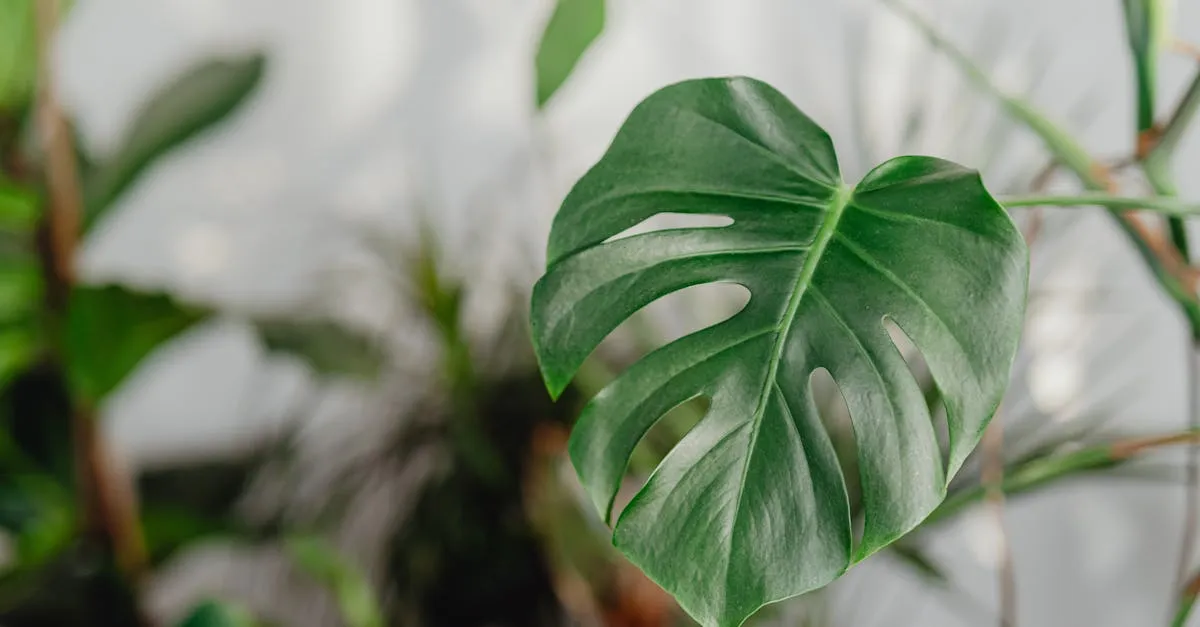 Houseplants and Allergies: What Helps and What to Avoid