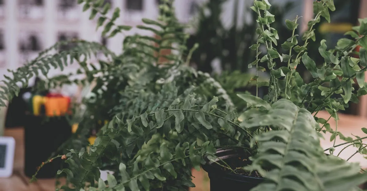 Houseplants That Add Humidity to Dry Indoor Air