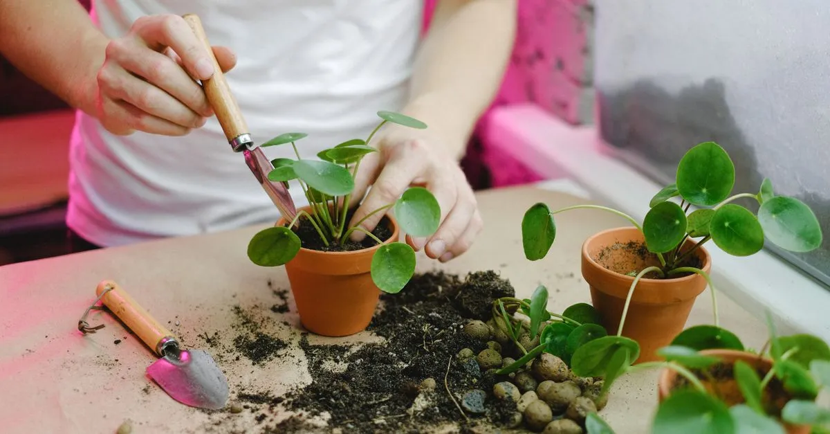 Houseplants and Vastu: Where to Place Plants for Good Energy