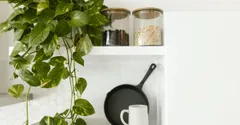 How to Grow Houseplants in Water, No Soil Needed