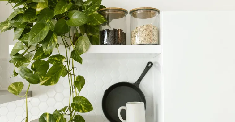 How to Grow Houseplants in Water, No Soil Needed