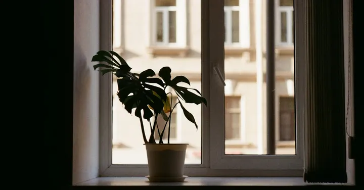 How Much Light Does Your Houseplant Actually Need?