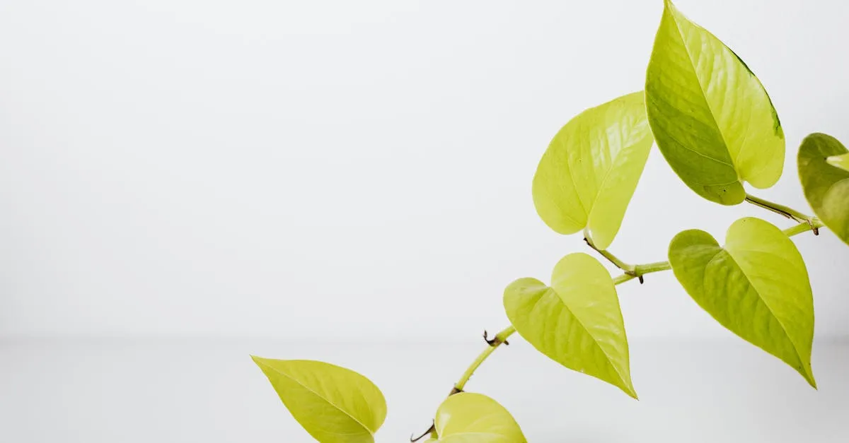 How Often Should You Water a Pothos? A Practical Guide