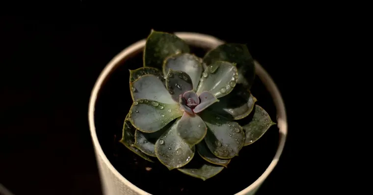 How Often Should You Water Succulents?
