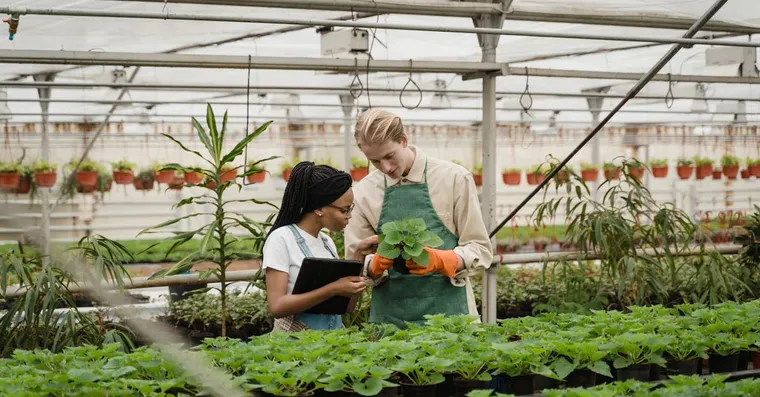 How to Choose a Healthy Houseplant at the Shop