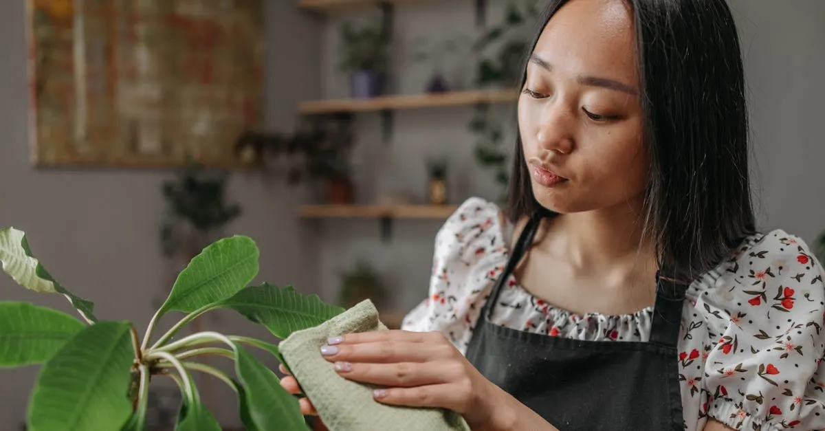 How to Clean Houseplant Leaves and Why It Matters