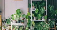 How to Display Houseplants: Shelves, Stands, and Corners