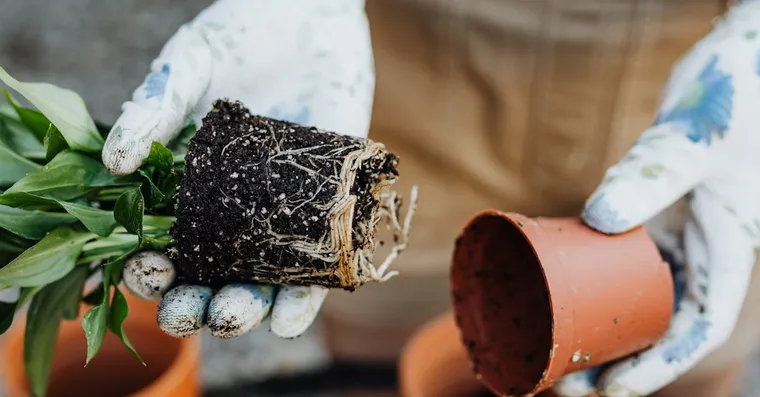 How to Divide Houseplants: Propagation by Splitting the Root Ball
