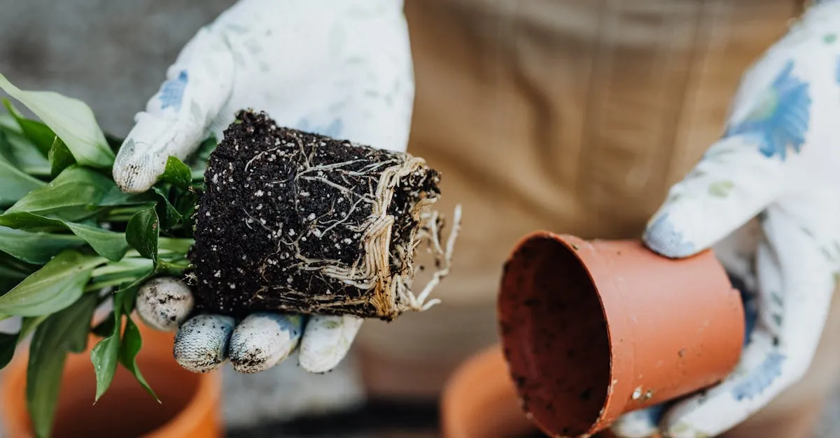 How to Divide Houseplants: Propagation by Splitting the Root Ball