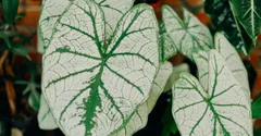 How to Identify a Houseplant: A Practical Guide and the Best Apps