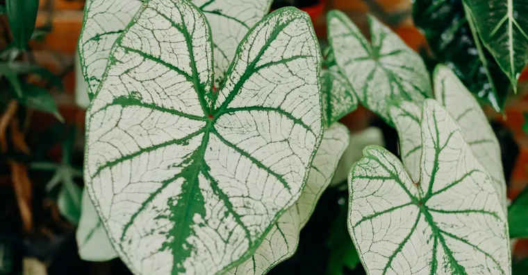 How to Identify a Houseplant: A Practical Guide and the Best Apps