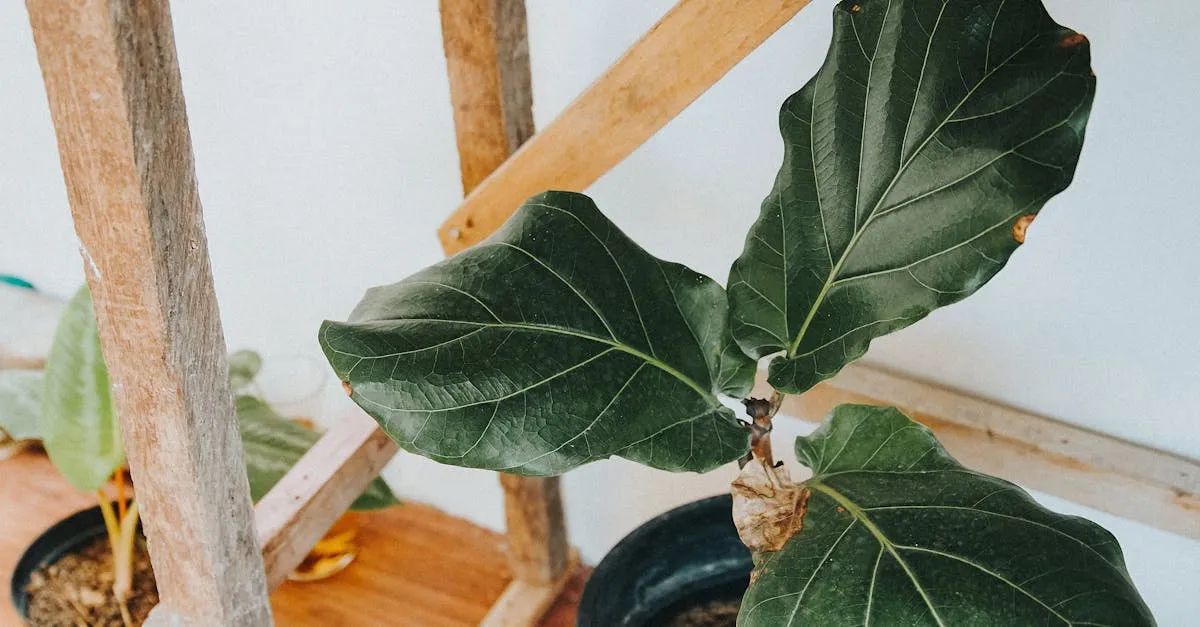 How to Propagate a Fiddle Leaf Fig From a Cutting