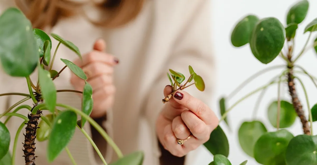 How to Propagate Houseplants From Leaf Cuttings