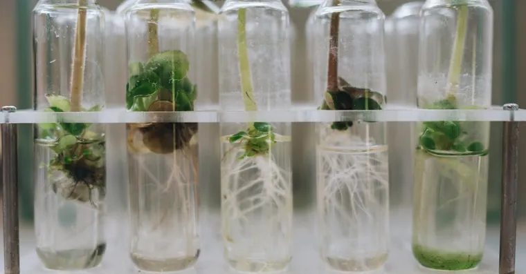 How to Propagate Houseplants from Cuttings