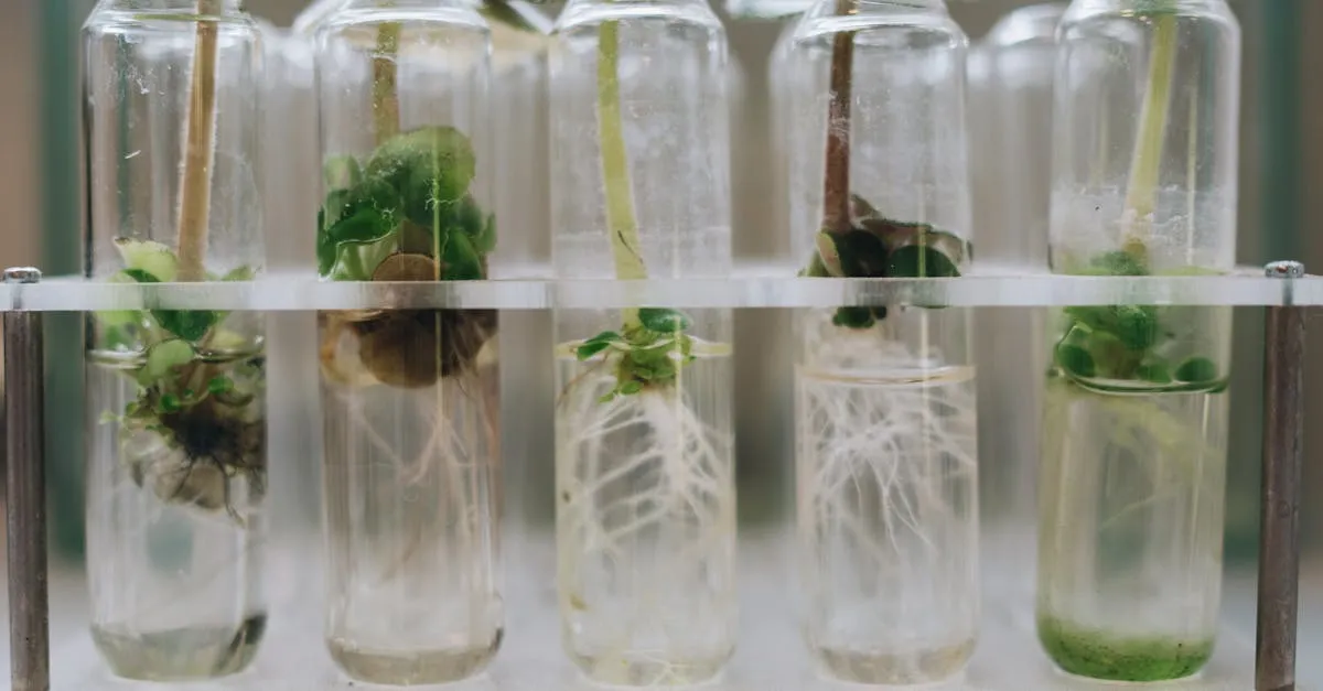 How to Propagate Houseplants from Cuttings