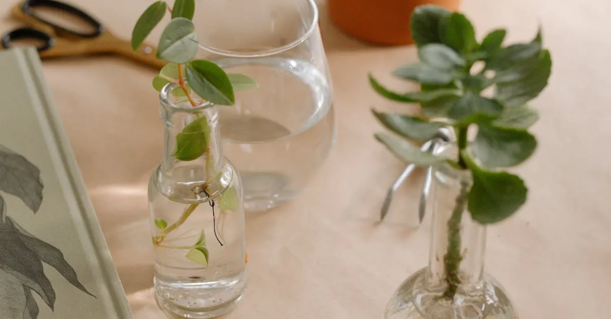How to Propagate Hoya from Cuttings in Water or Soil