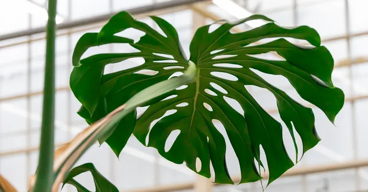 How to Propagate a Monstera From a Cutting