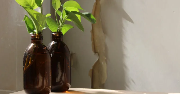 How to Propagate Pothos from Cuttings in Water or Soil