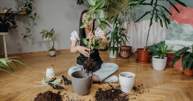 How to Propagate a Rubber Plant from Cuttings