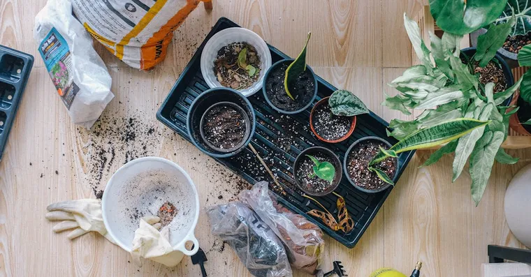 How to Propagate a Snake Plant: Division vs Leaf Cuttings