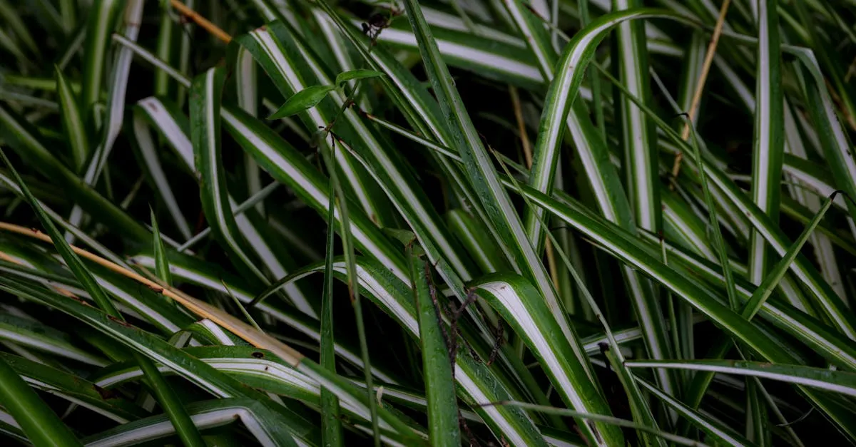 How to Propagate a Spider Plant From Its Babies