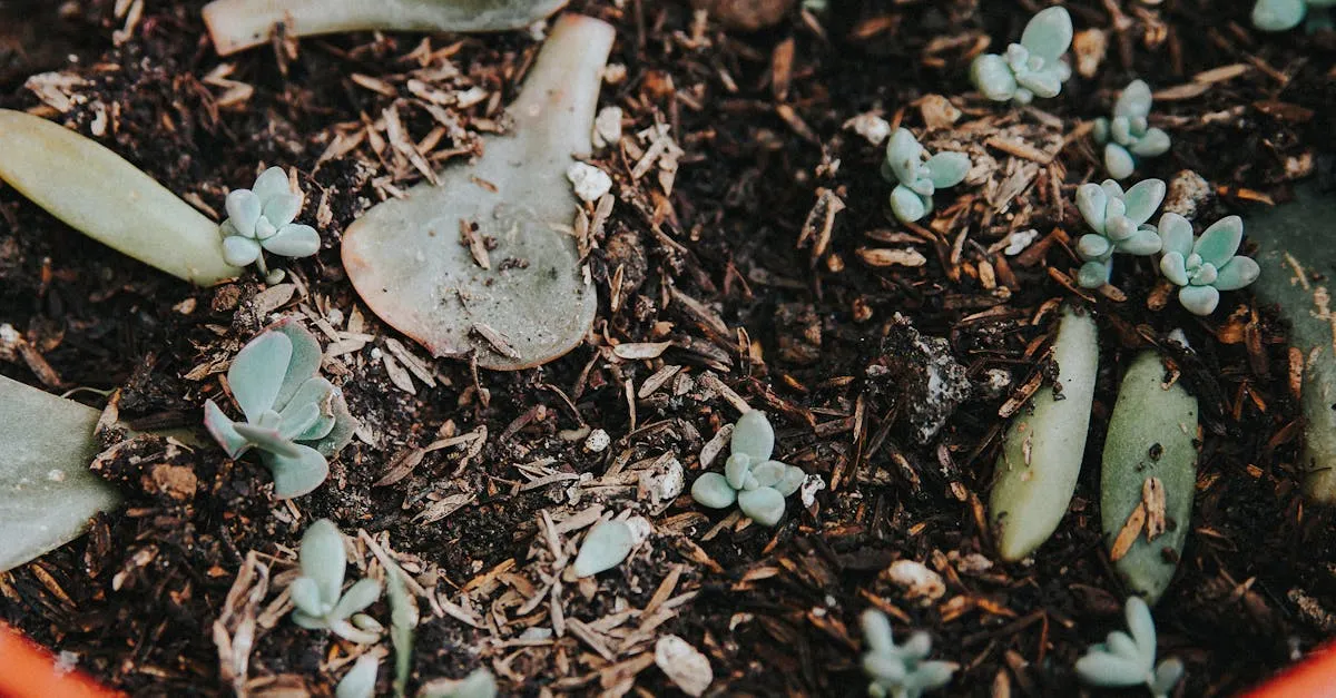 How to Propagate Succulents from Leaves and Cuttings