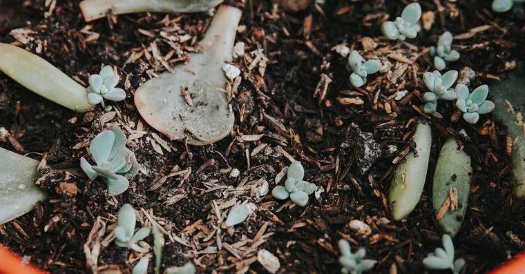 How to Propagate Succulents from Leaves and Cuttings