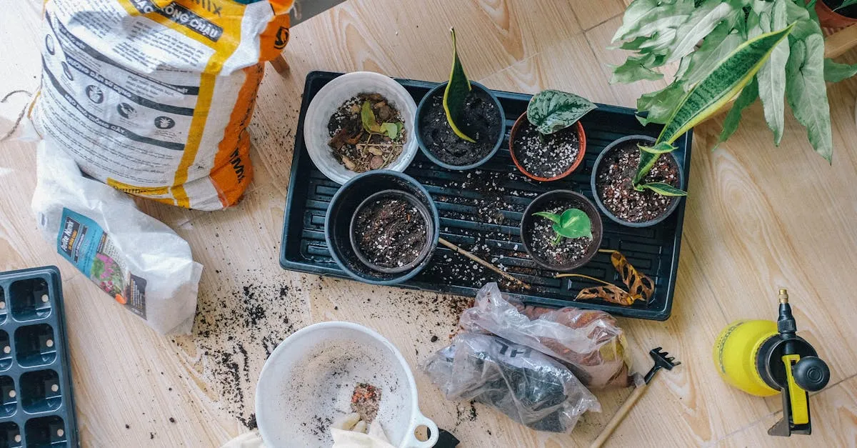 How to Propagate a ZZ Plant (and Why It Takes So Long)