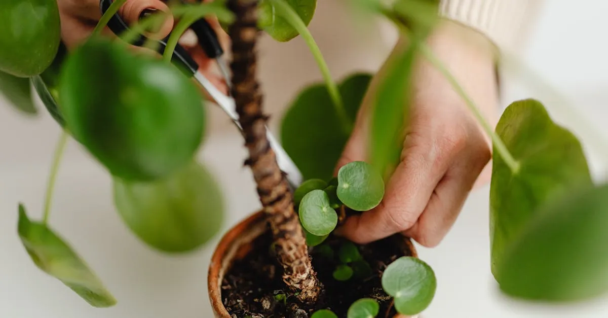How to Prune Houseplants for Bushier, Healthier Growth