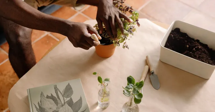 How to Repot a Houseplant Without Killing It