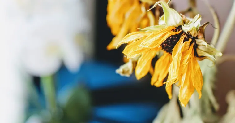 How to Revive a Stressed Supermarket Plant