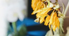 How to Revive a Stressed Supermarket Plant