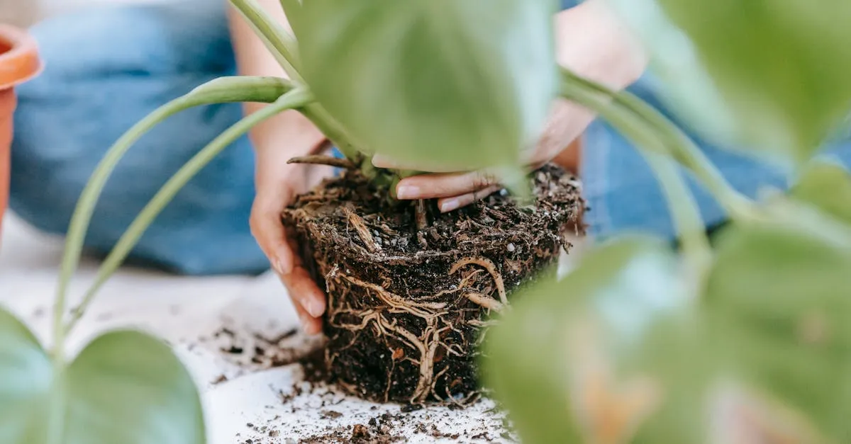 How to Save an Overwatered Plant, Step by Step