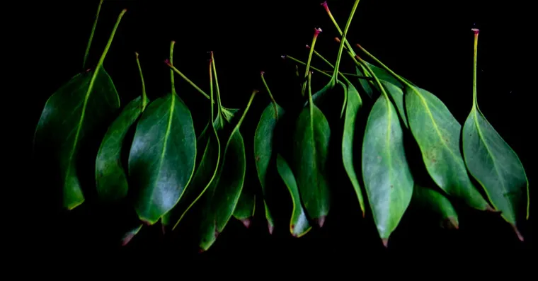 Black and Brown Spots on Hoya Leaves: Causes and Fixes