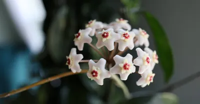 Hoya Carnosa (Wax Plant)