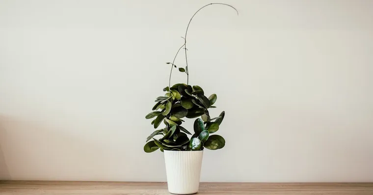 Hoya Plant Benefits, Feng Shui, and Good Luck Meaning
