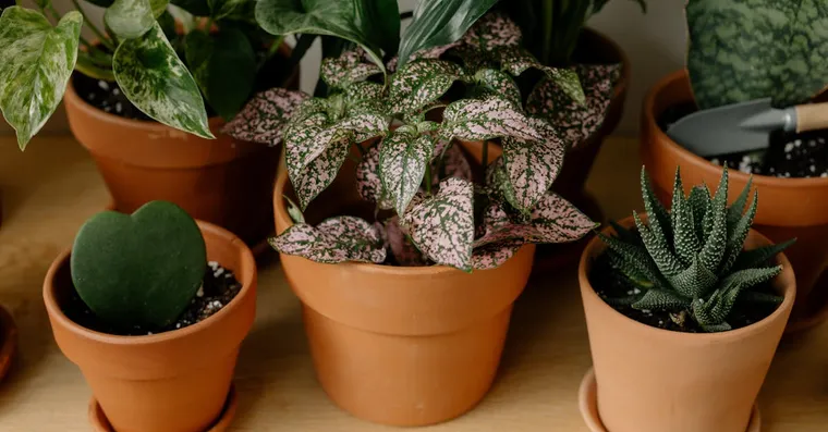 Hoya Varieties: 12 Types Worth Growing Indoors