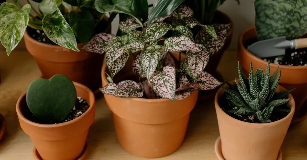 Hoya Varieties: 12 Types Worth Growing Indoors