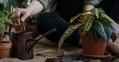 Hydrophobic Potting Soil: Why Water Runs Straight Through the Pot