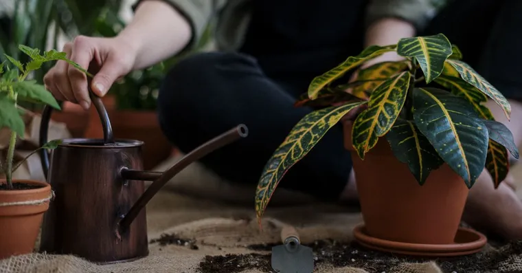 Hydrophobic Potting Soil: Why Water Runs Straight Through the Pot
