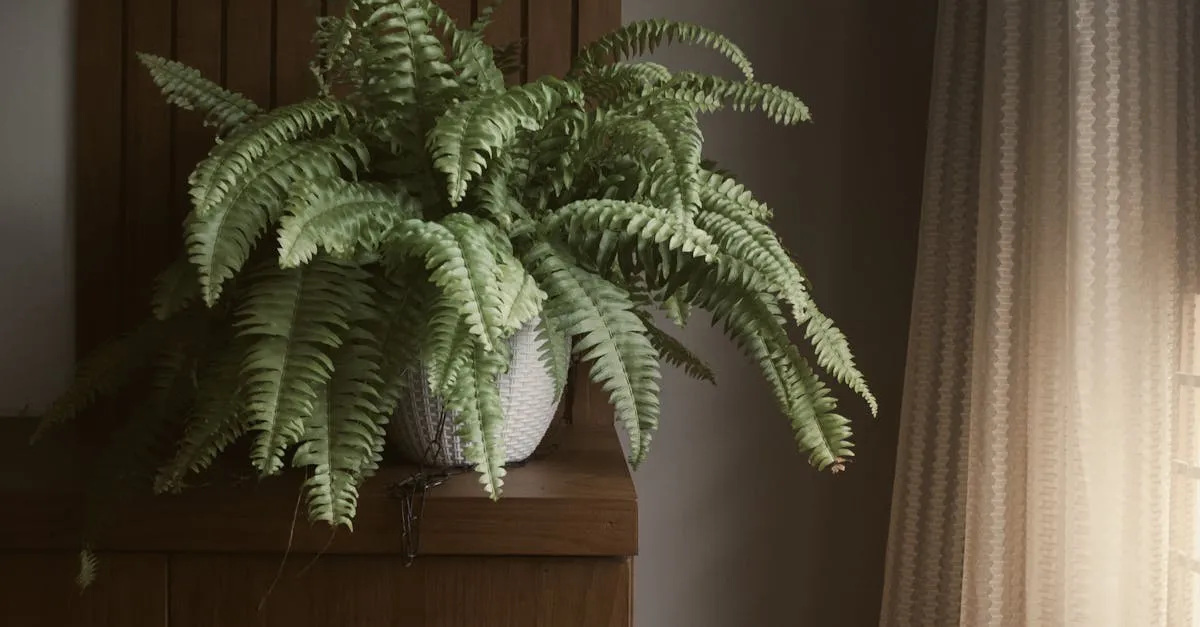 Indoor Fern Care: How to Keep Ferns Alive Inside