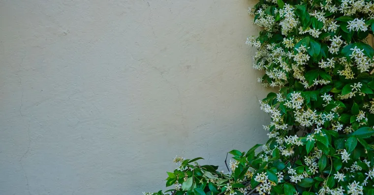 Indoor Jasmine Care: Growing Fragrant Jasmine as a Houseplant