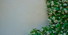 Indoor Jasmine Care: Growing Fragrant Jasmine as a Houseplant