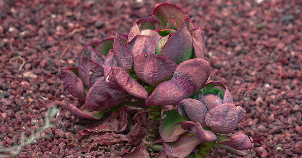 Jade Plant Benefits, Feng Shui, and Good Luck Meaning