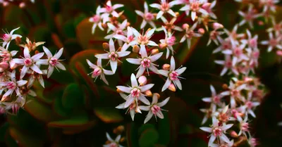 Jade Plant