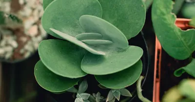 Kalanchoe